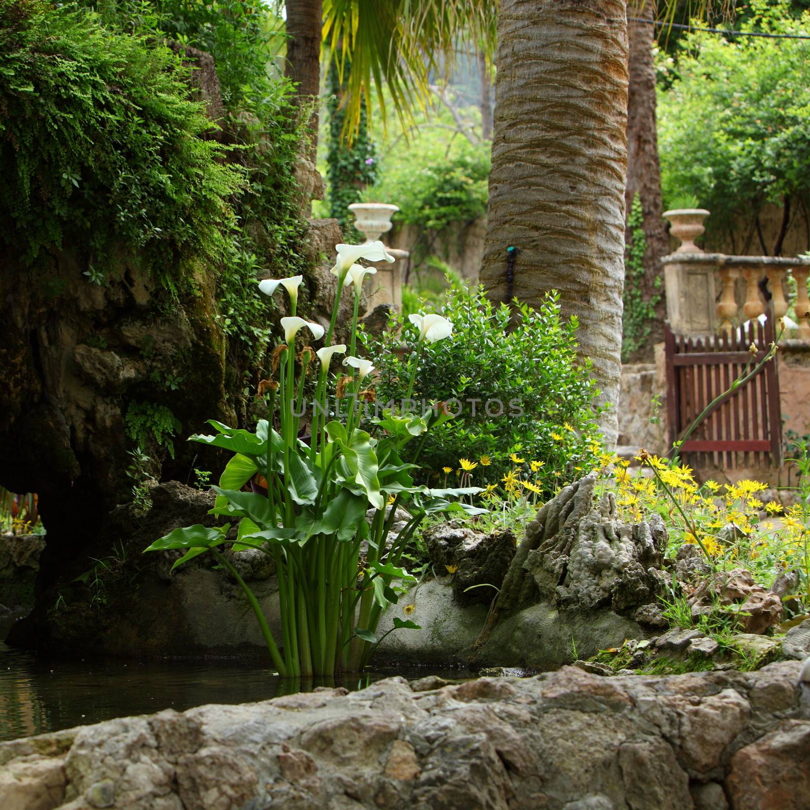 Delicate white arum lilies growing in a garden rock pool with lush green trees and tropical palms with a gate and entrance visible behind