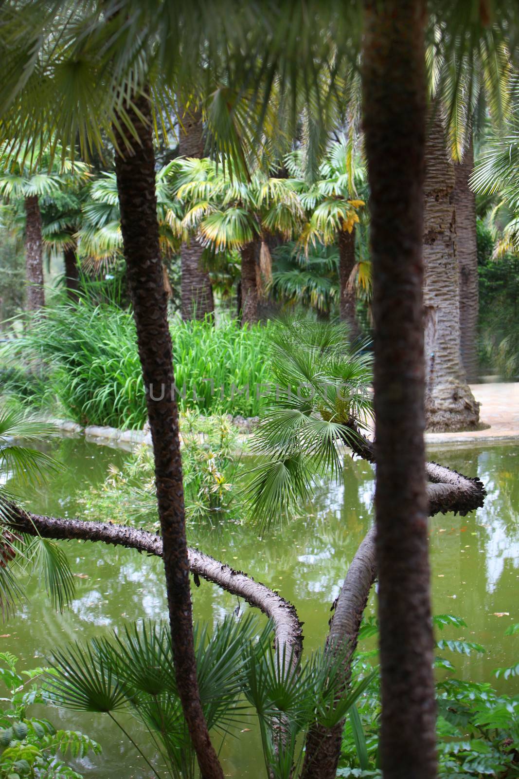 Quiet pool in a tropical garden viewed between two tree trunks, and surrounded by tropical vegetation and palm trees