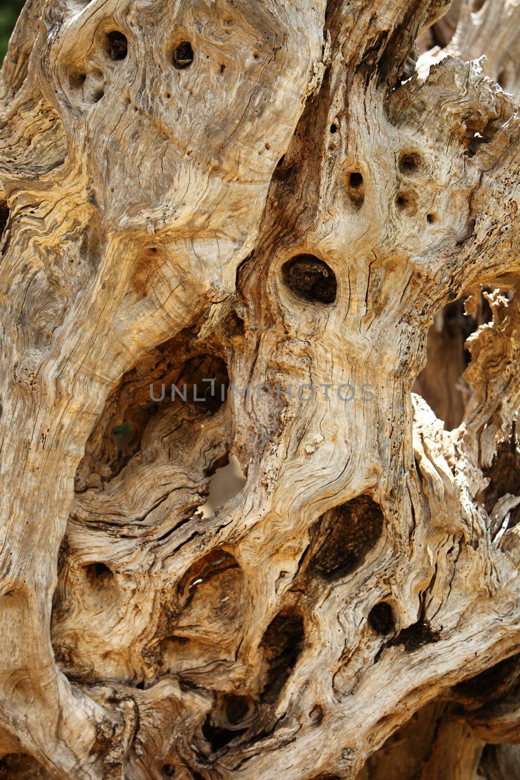 Background texture of gnarled knotty wood by Farina6000