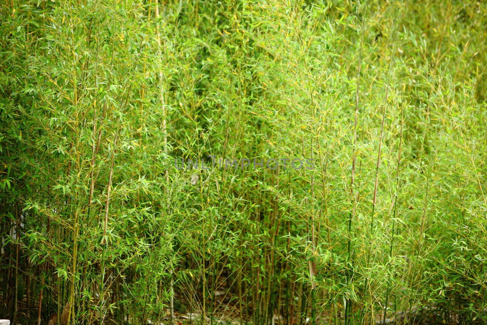 Stand of fresh young ornamental bamboo with a vibrant green colour growing outdoors in a garden