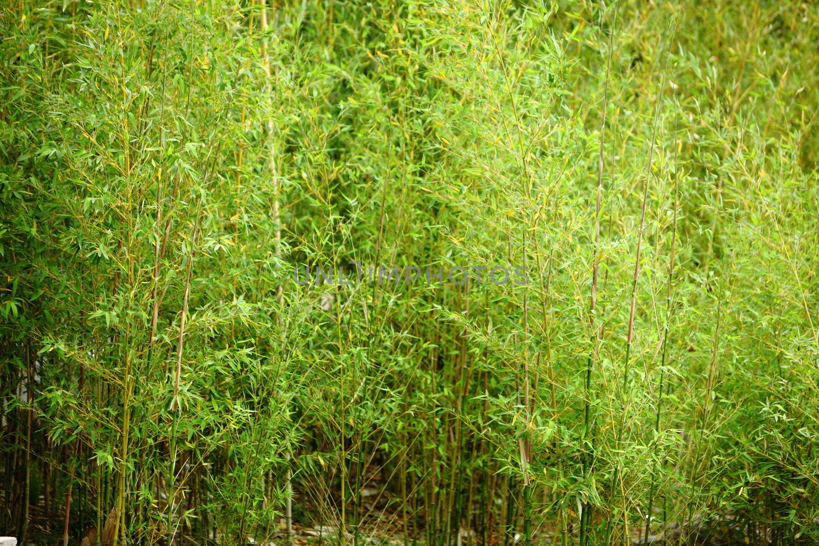 Stand of fresh young bamboo by Farina6000