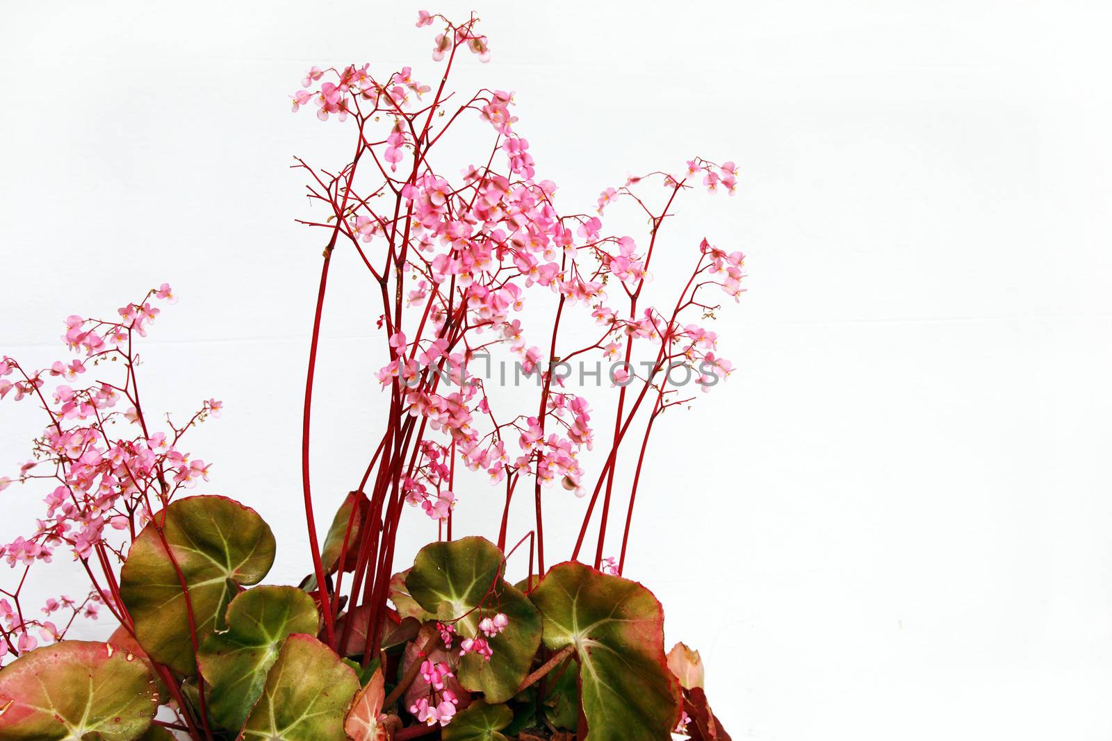 Cluster of delicate pretty pink pelargonium flowers above variegated leaves isolated on white with copyspace