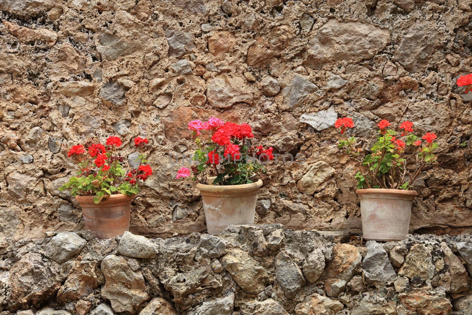 Colourful potted red geraniums in old terracotta pots standing on an outdoor ledge on an old stone garden wall