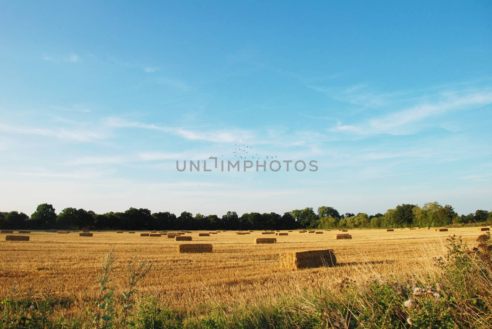 Flock of birds flying above straw bales in a field