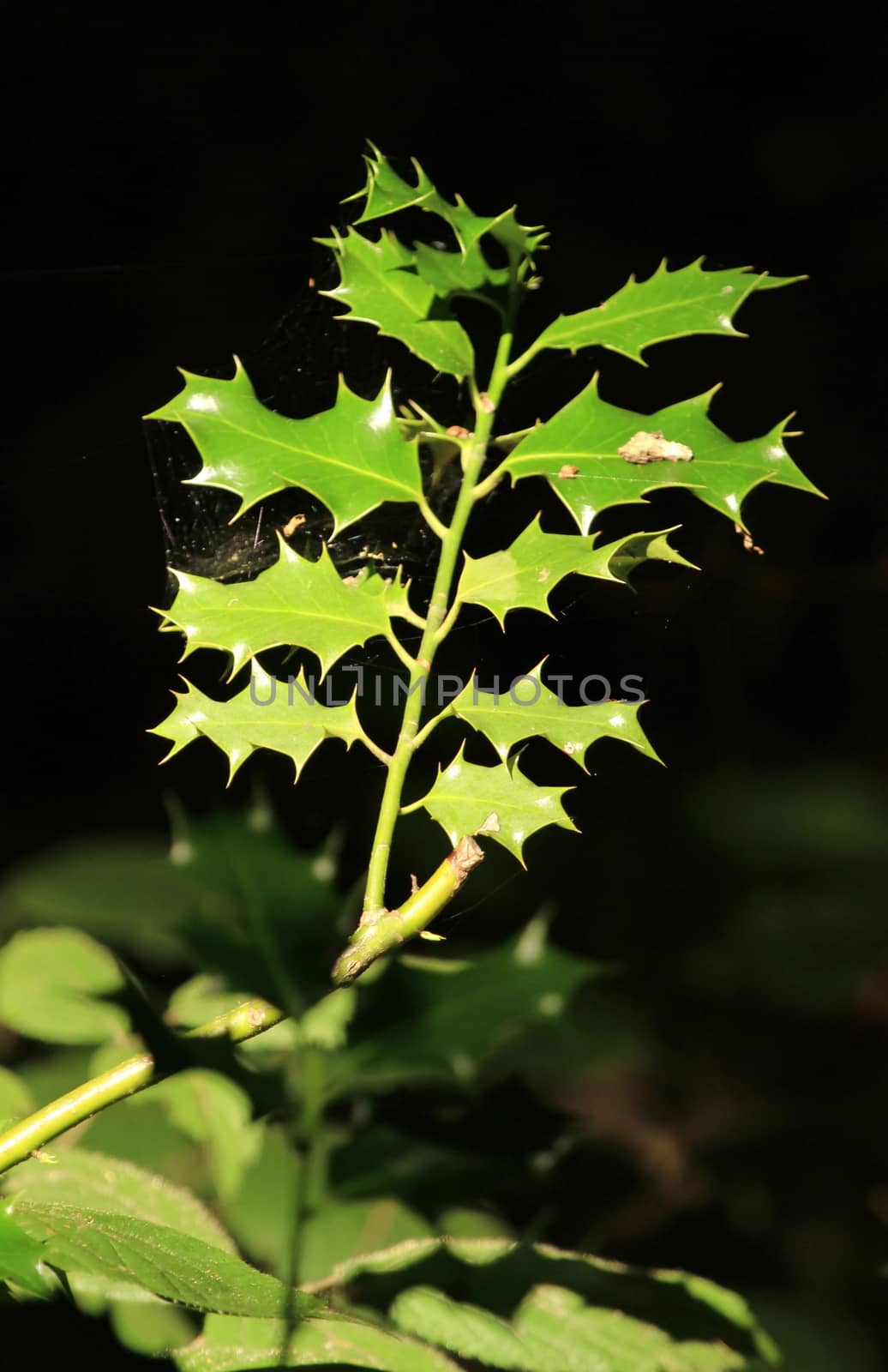 Close up of holly with sunlight in a forest