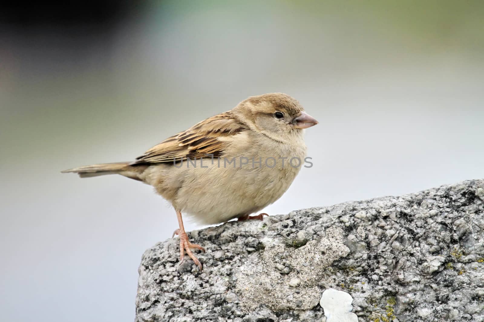 Sparrow portrait by Elenaphotos21