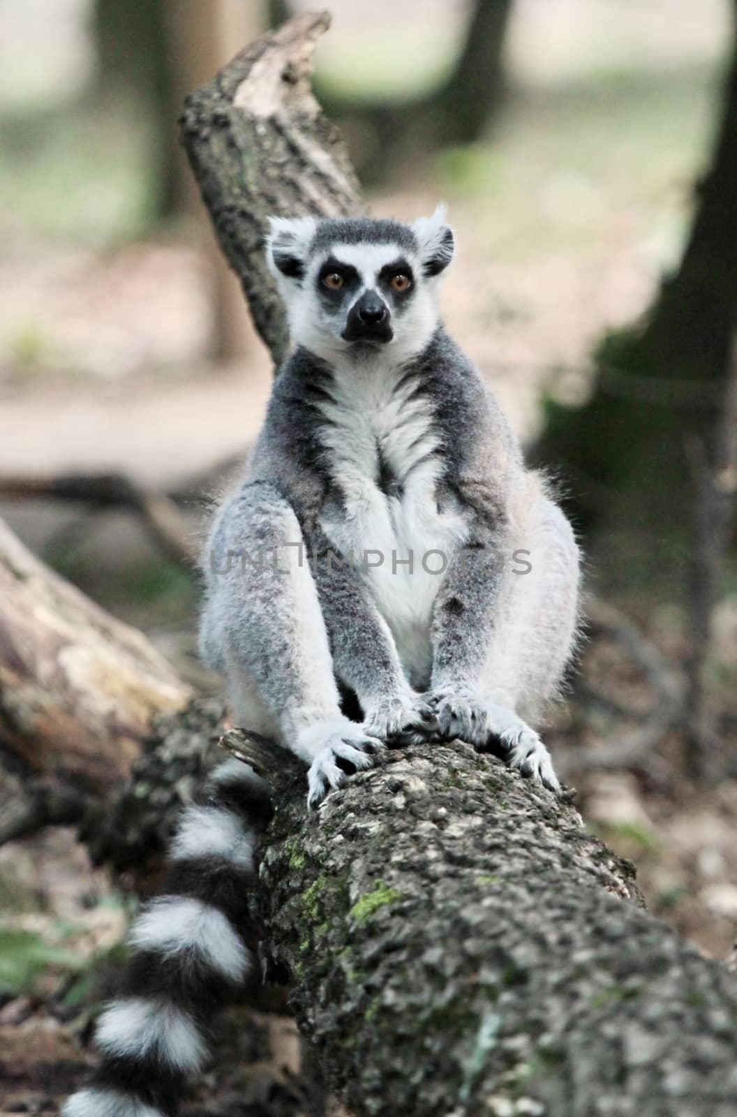 Lemur catta (maki) of Madagascar sitting quietly on a dead trunk