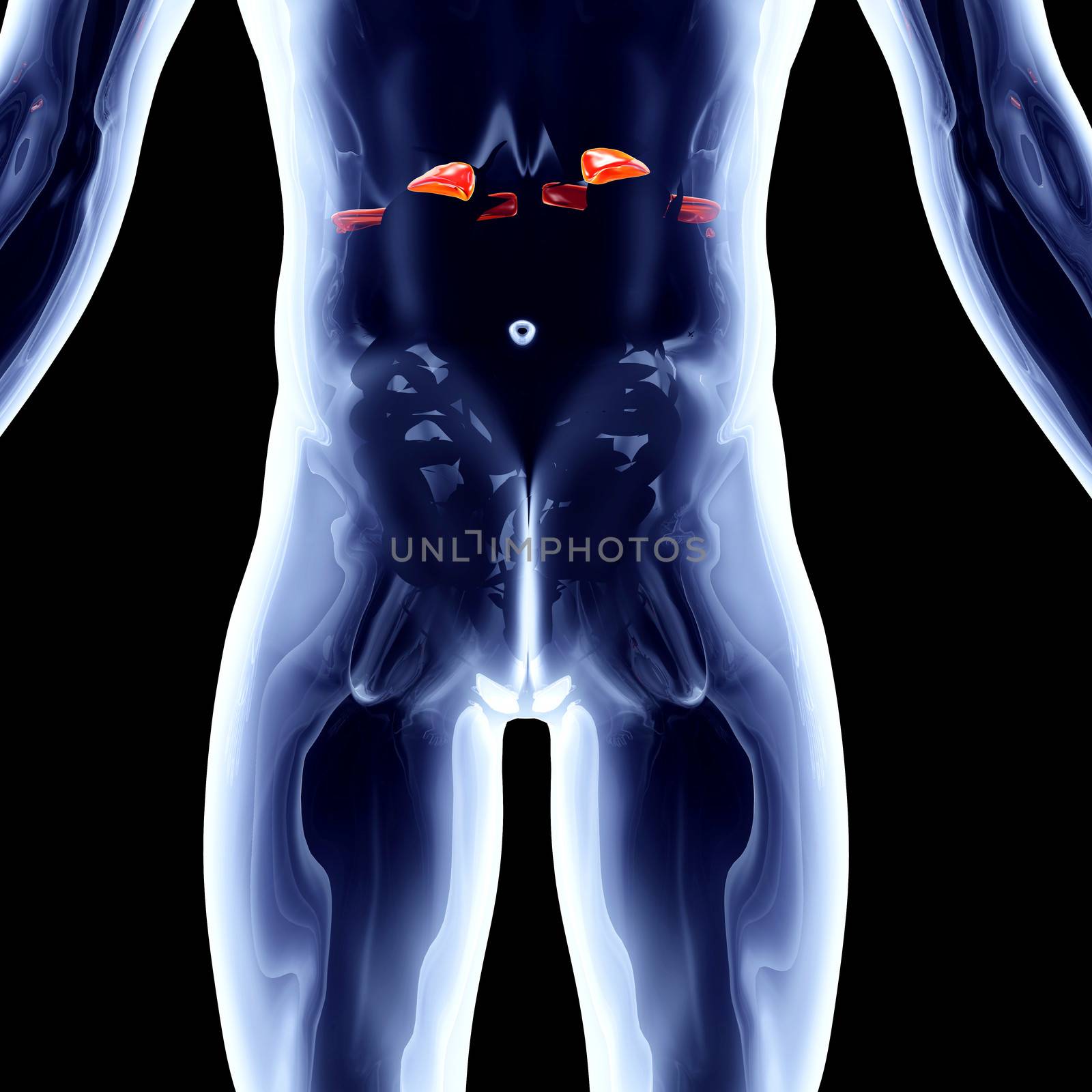 Adrenal Glands by Spectral