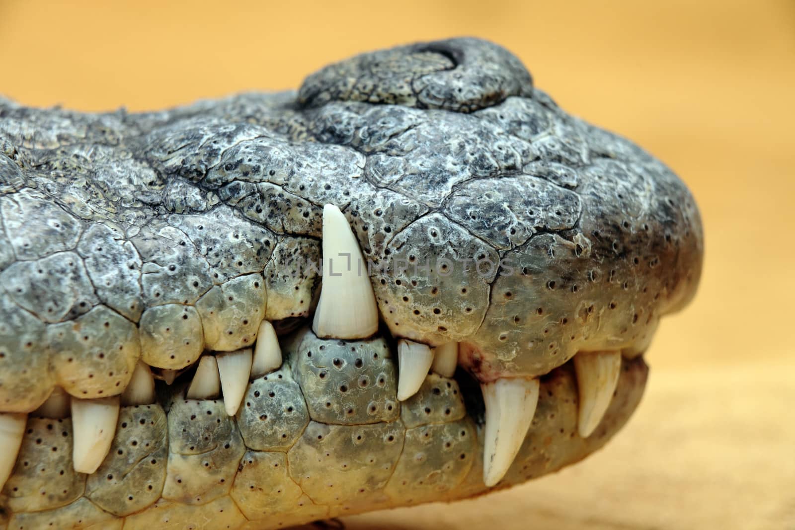 detail of a crocodile mouth