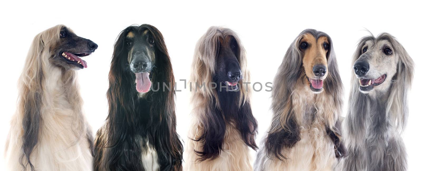 afghan dogs by cynoclub