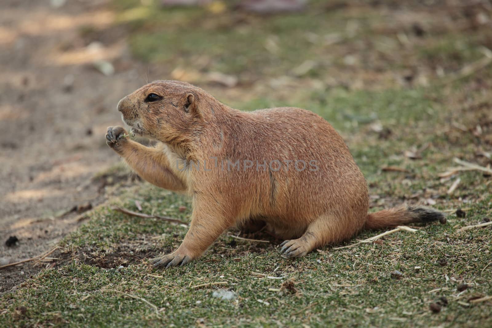 picture of a cute doggie eating