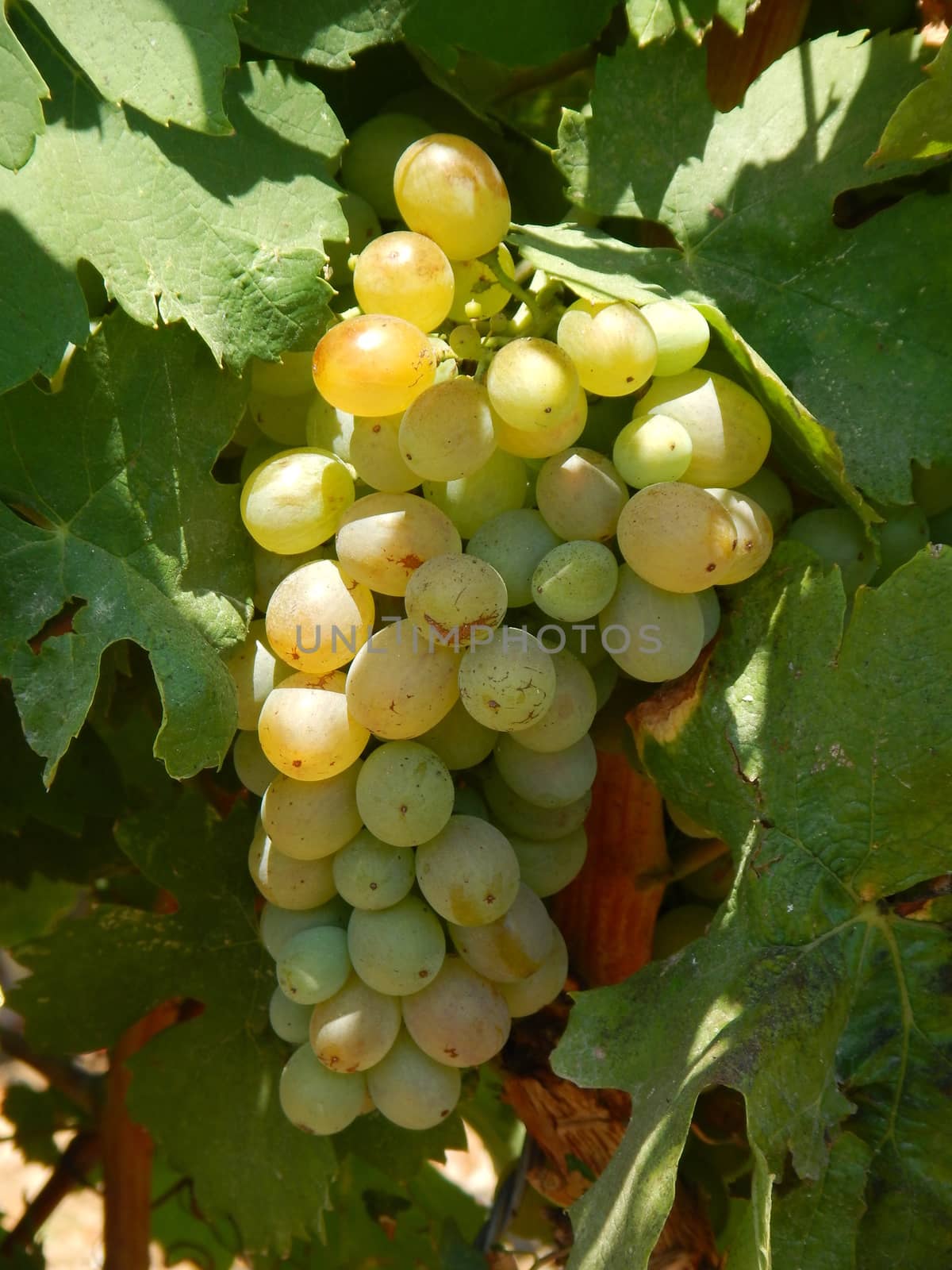 A cluster of white grape.