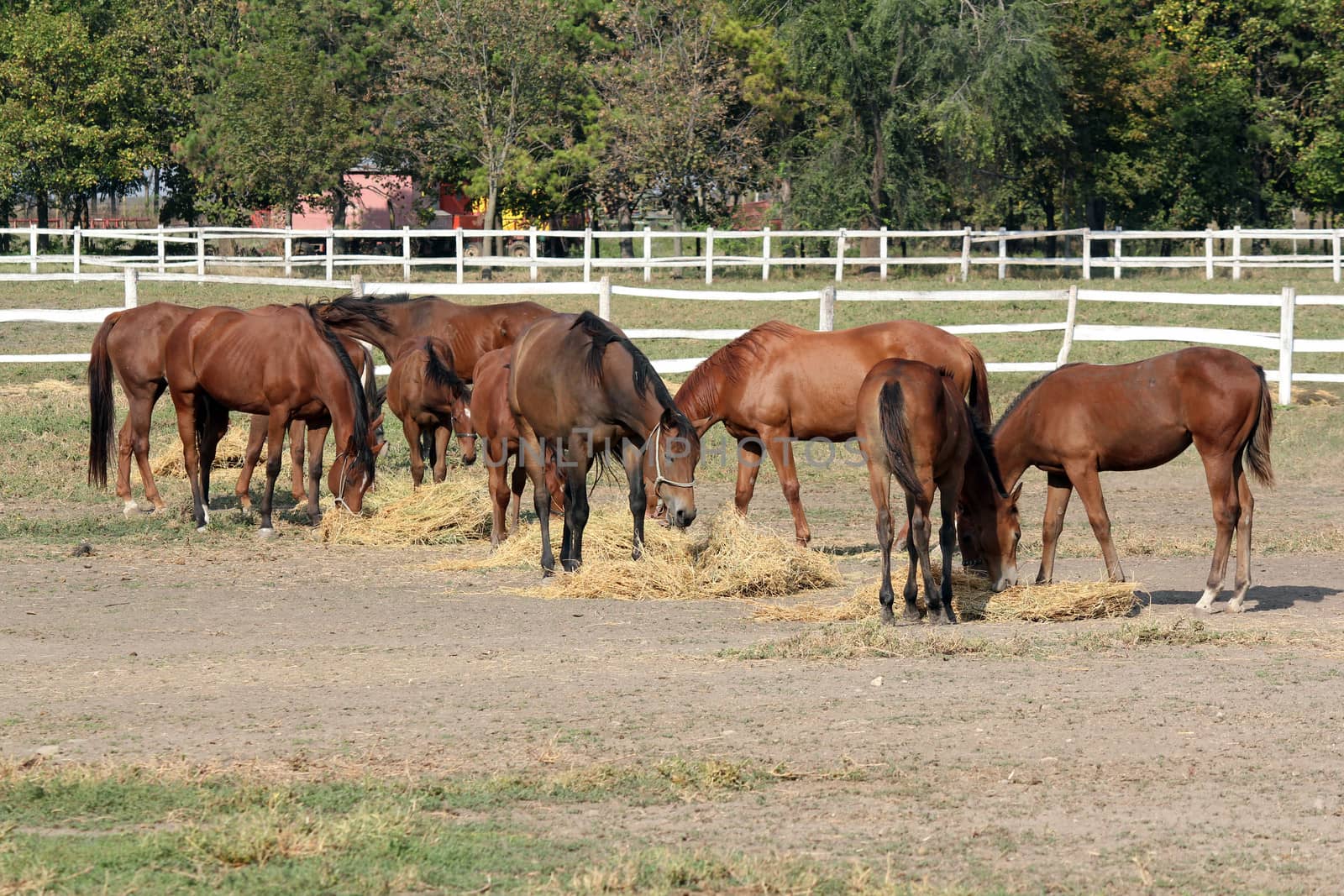 horses eat hay on ranch