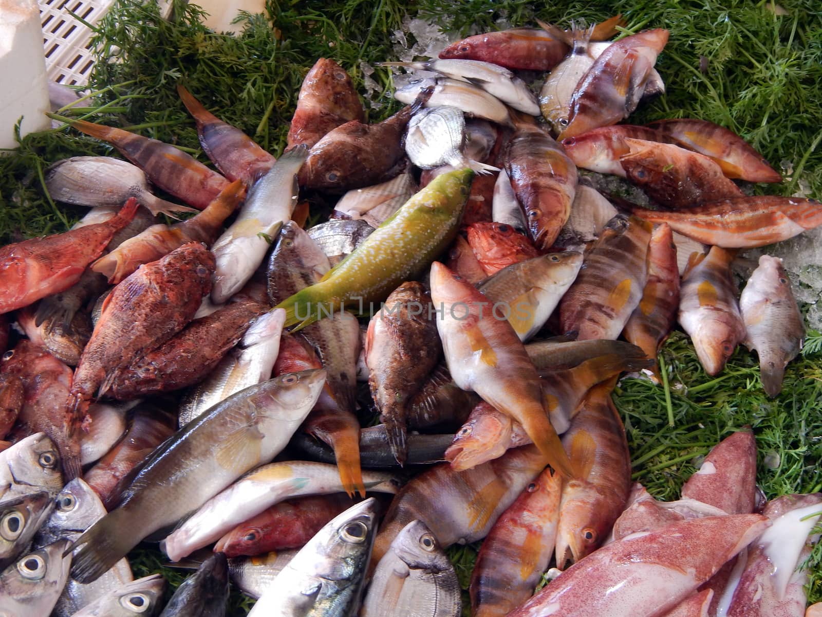 A detail of a varied display of fresh fish.