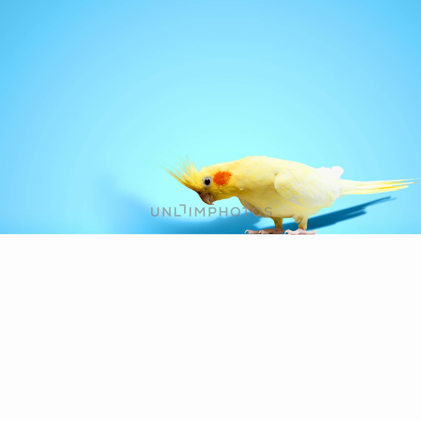 Parrot sitting on blank banner. Place for text