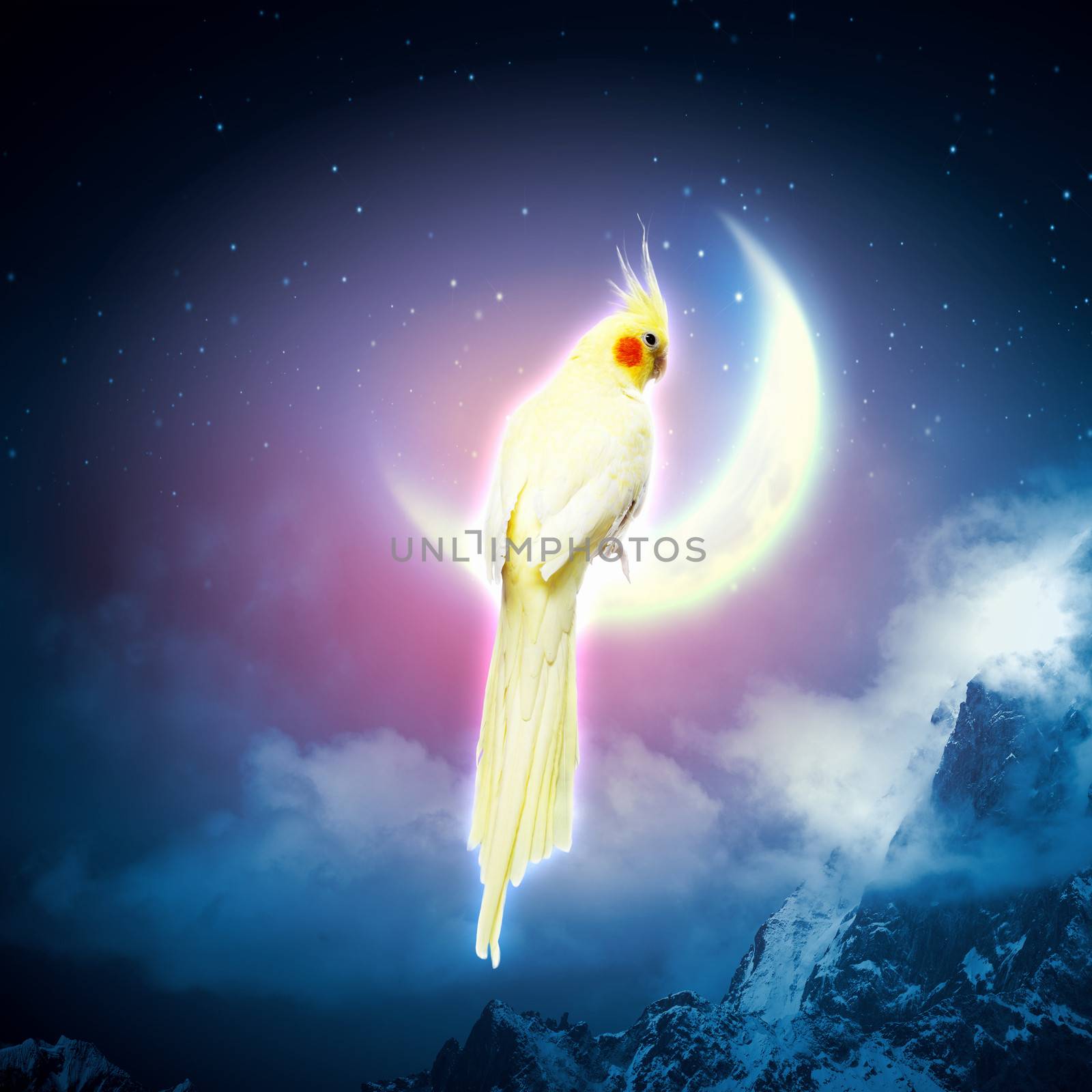 Image of yellow parrot sitting on moon