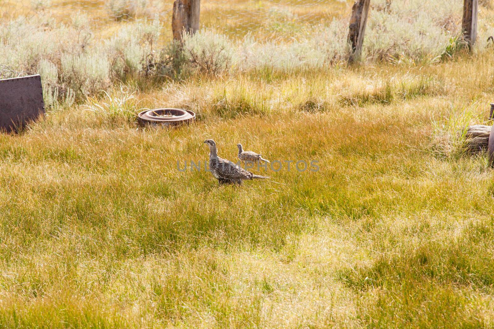 Bodie is a ghost town in the Bodie Hills east of the Sierra Nevada mountain range in Mono County, California, United States