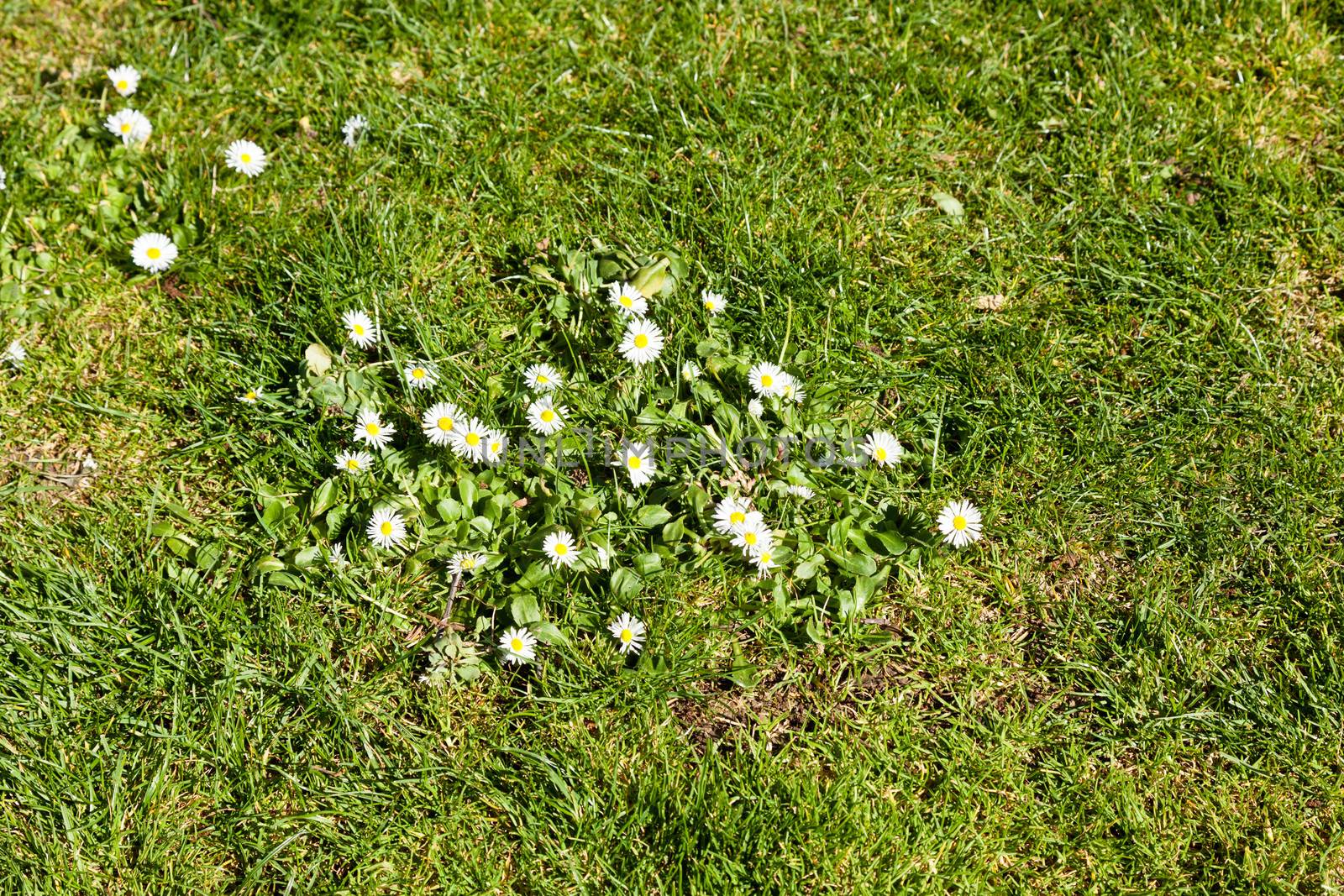 Little white spring flowers on green lawn.