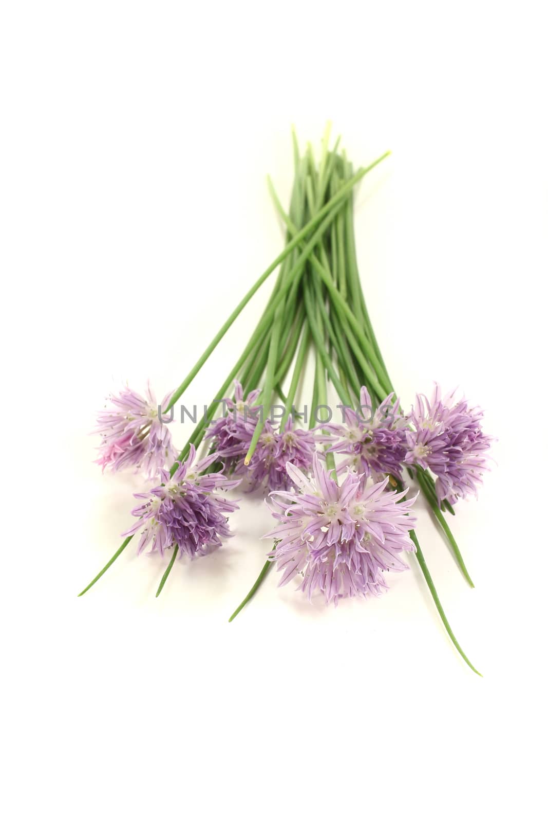 fresh chives with leaves and purple blossoms on a bright background
