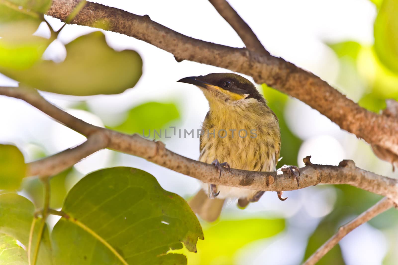 Wild little bird perched on the branch of a tree by jrstock