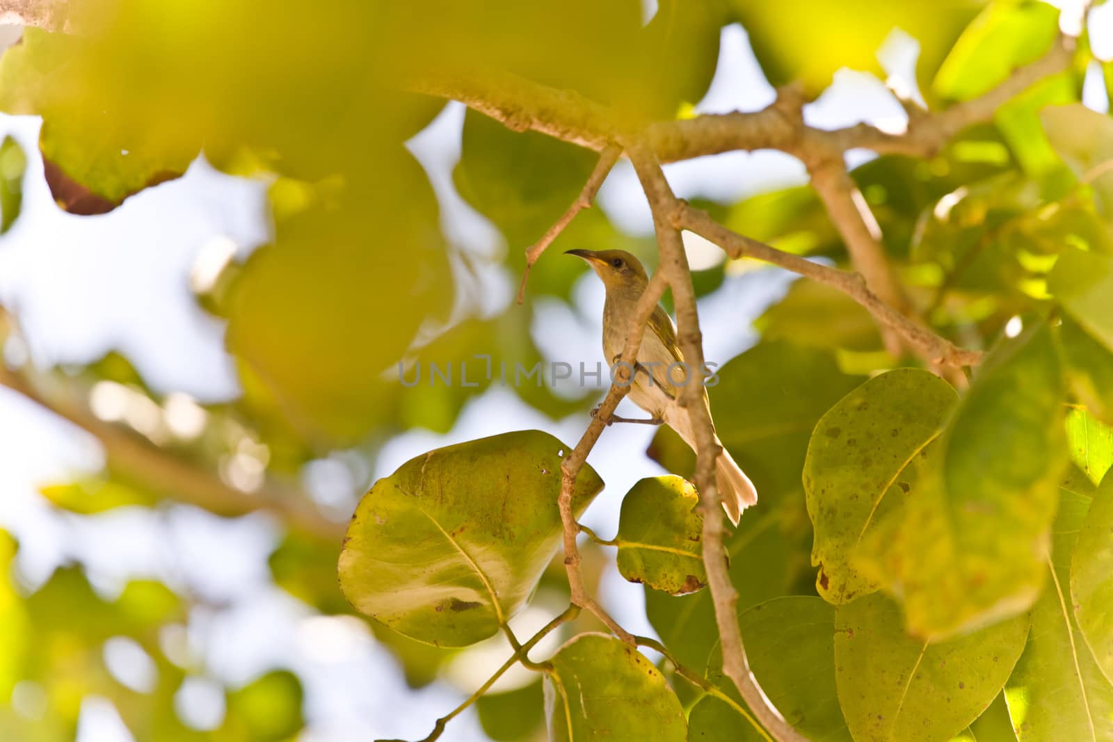 Sunny nature picture with a wild little bird perched on the branch of a tree in summer, low angle