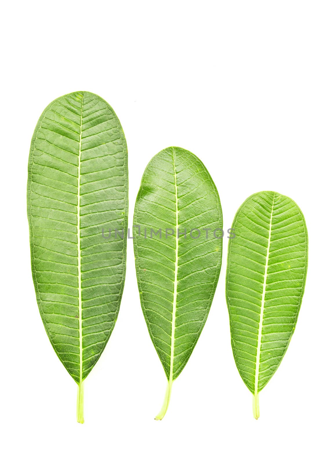 Tropical leaf isolated on white by den_rutchapong