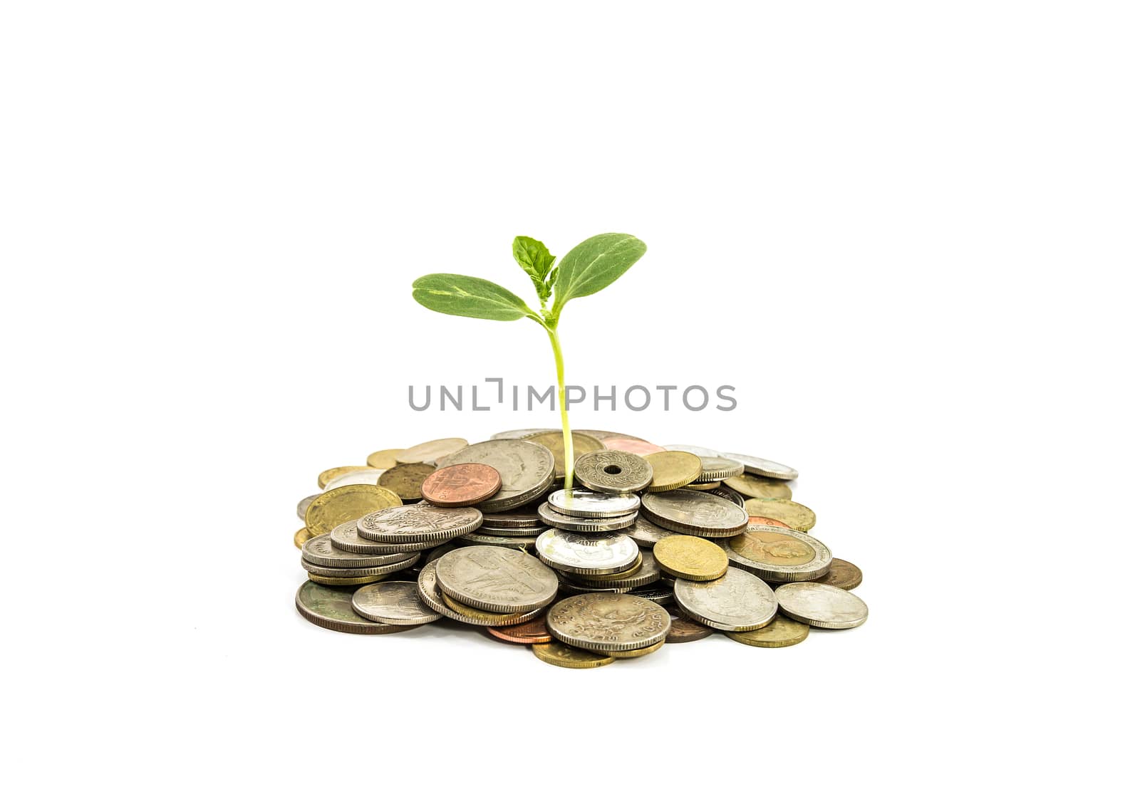 Young sprout from a pile of coins. Concept for investments.