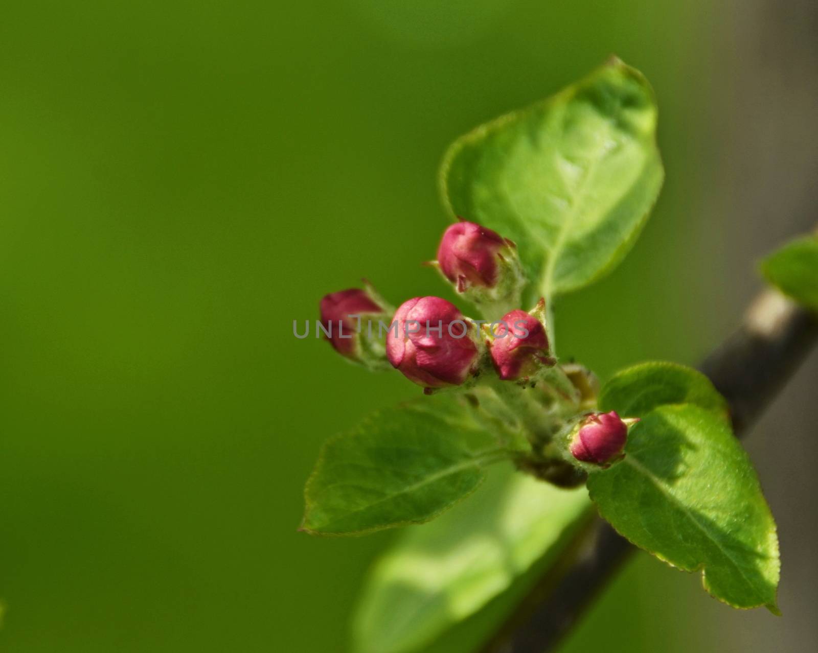 background apple tree branch with pink flowers