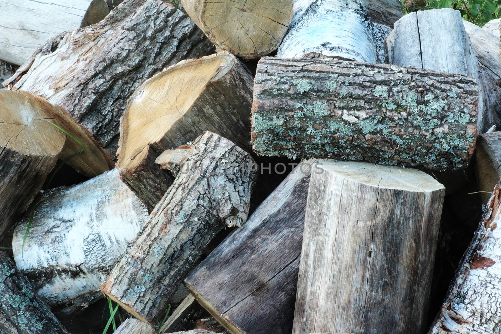 Large trunks of trees have been cut and lay on the grass. Prepared for the manufacture of wood.