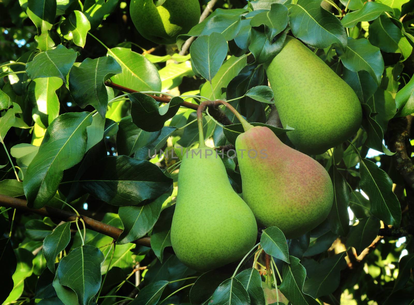 Three large ripe pears hanging on the tree. by georgina198