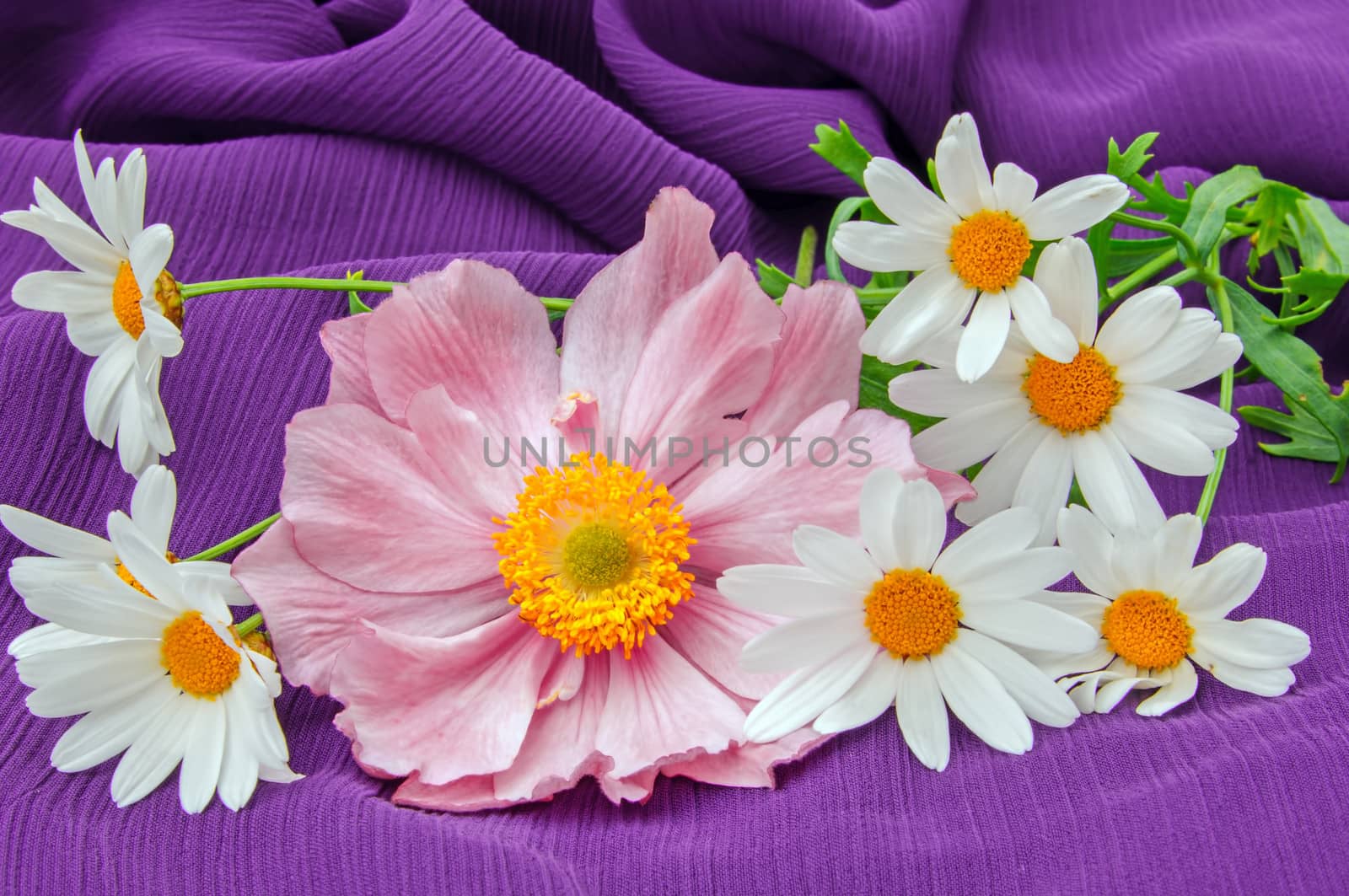 Pink japanese anmemone and white marguerites on purple fabric