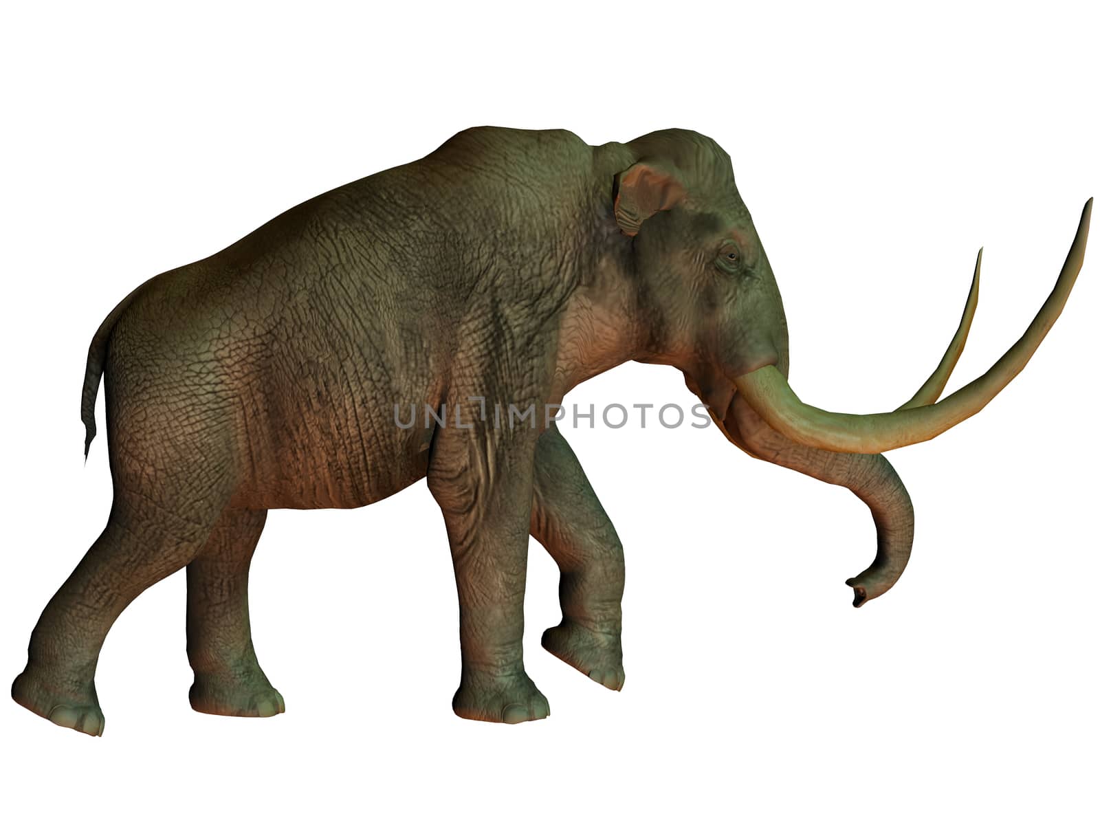 Columbian mammoth on White by Catmando