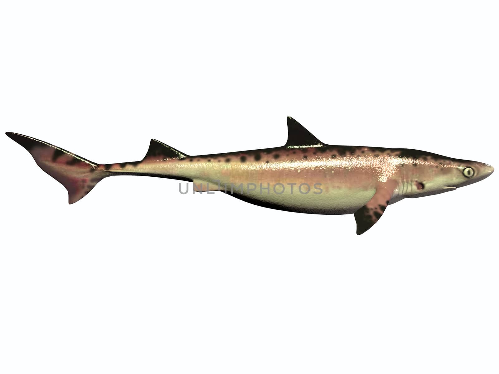 There were numerous species of shark during the Cretaceous Period of Earth's history which are now extinct.