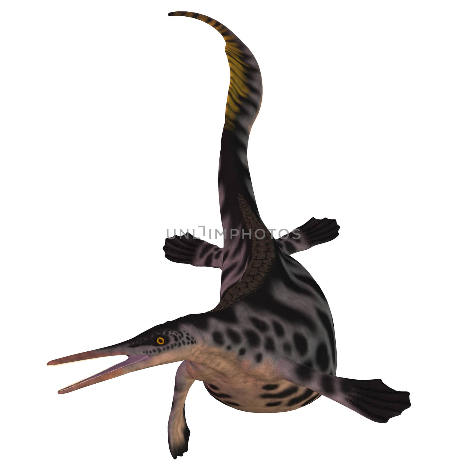 Hupehsuchus was a small genus of marine reptile found in China and lived in the Triassic Period. It may be related to the Ichthyosaur reptiles.