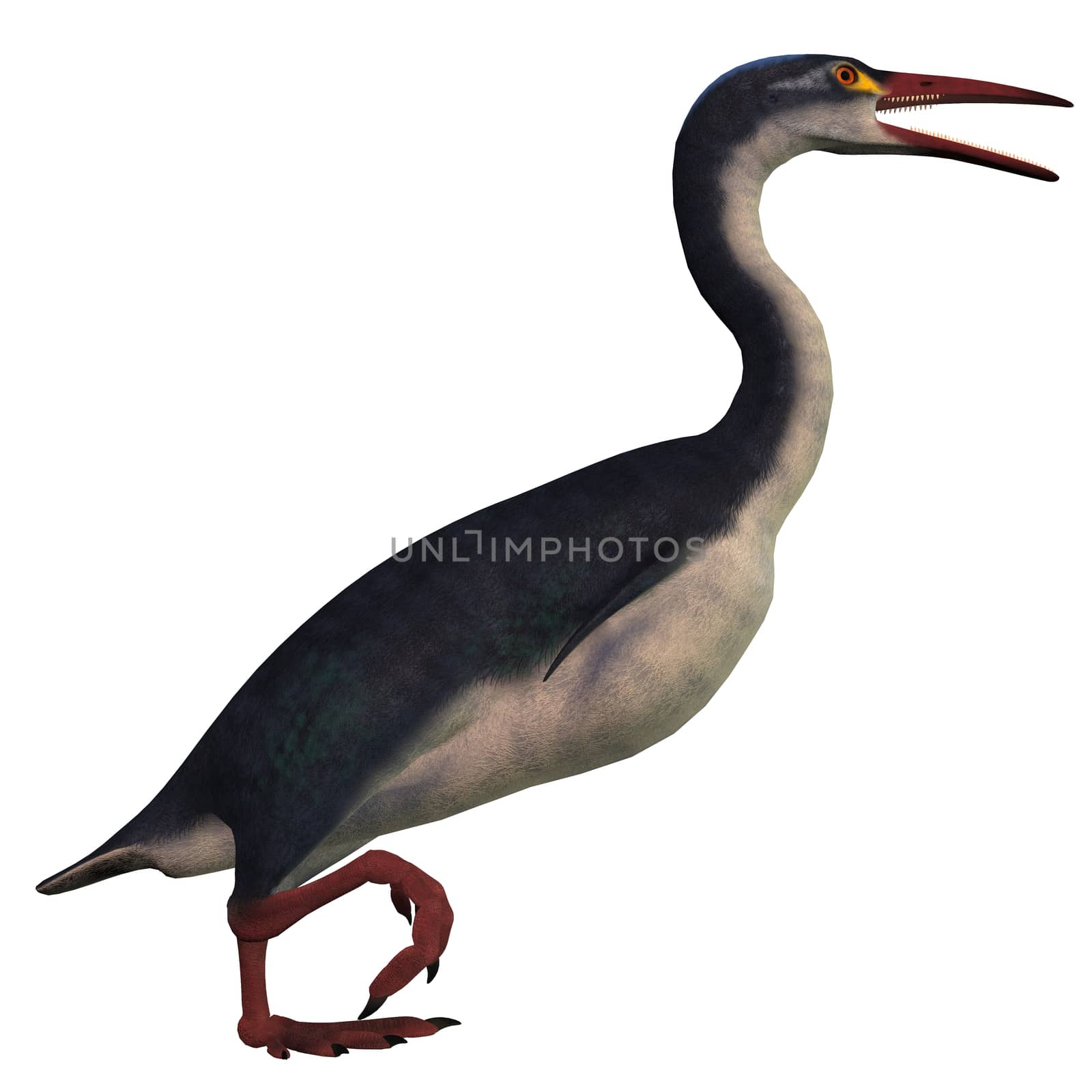 Hesperornis is a genus of flightless aquatic birds that lived in the Cretaceous Period.