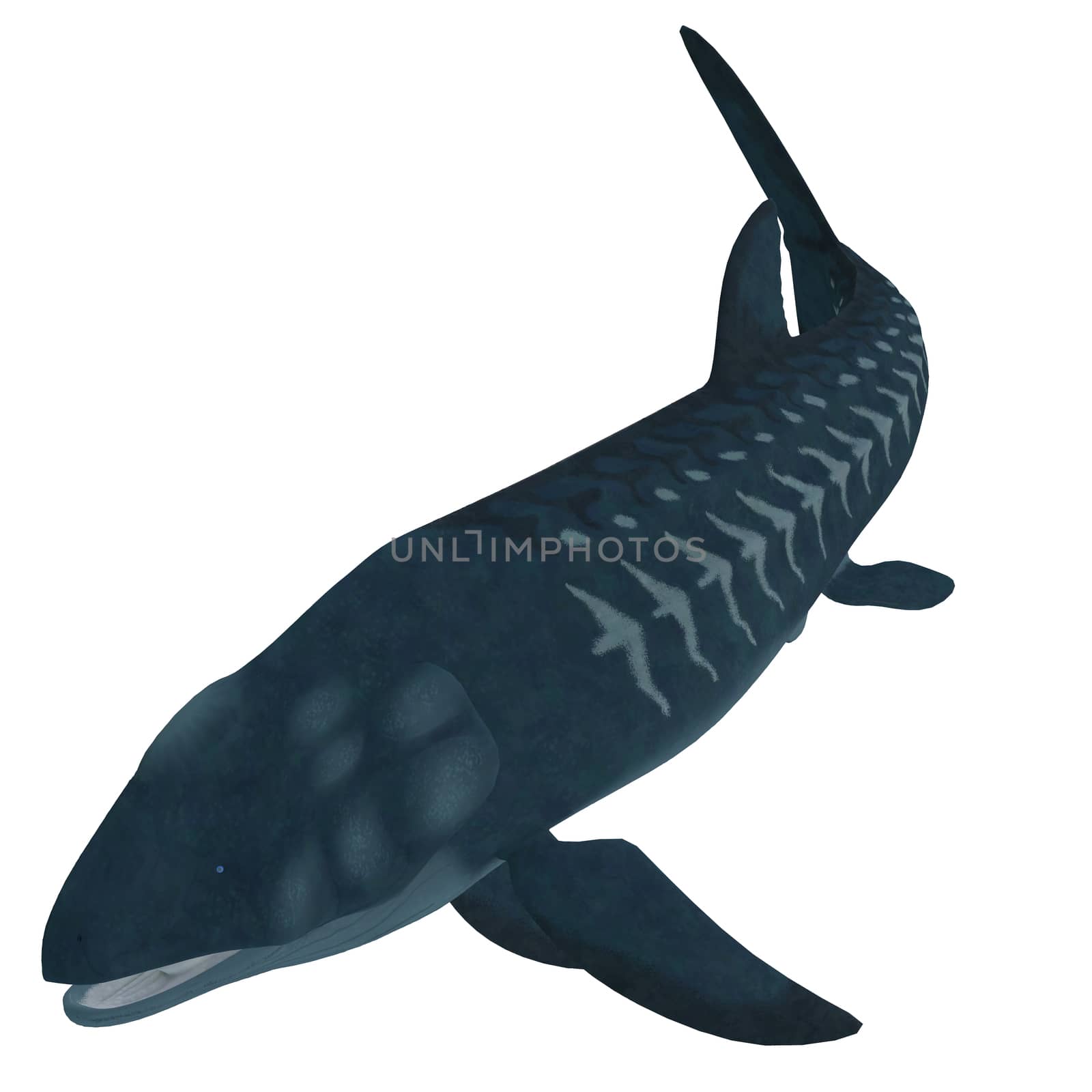 Leedsichthys is a giant member of an extinct group of Mesozoic bony fish that lived during the Jurassic Period.