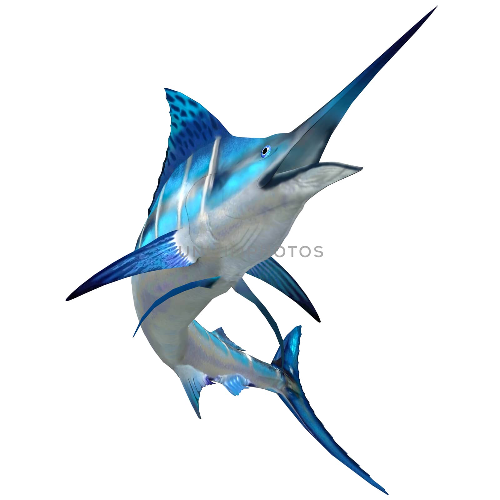 Marlin Fish on White by Catmando