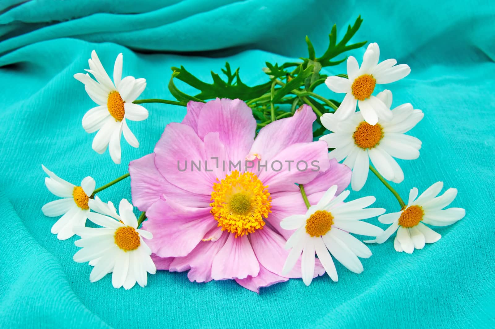 Japanese anemone and marguerites by GryT