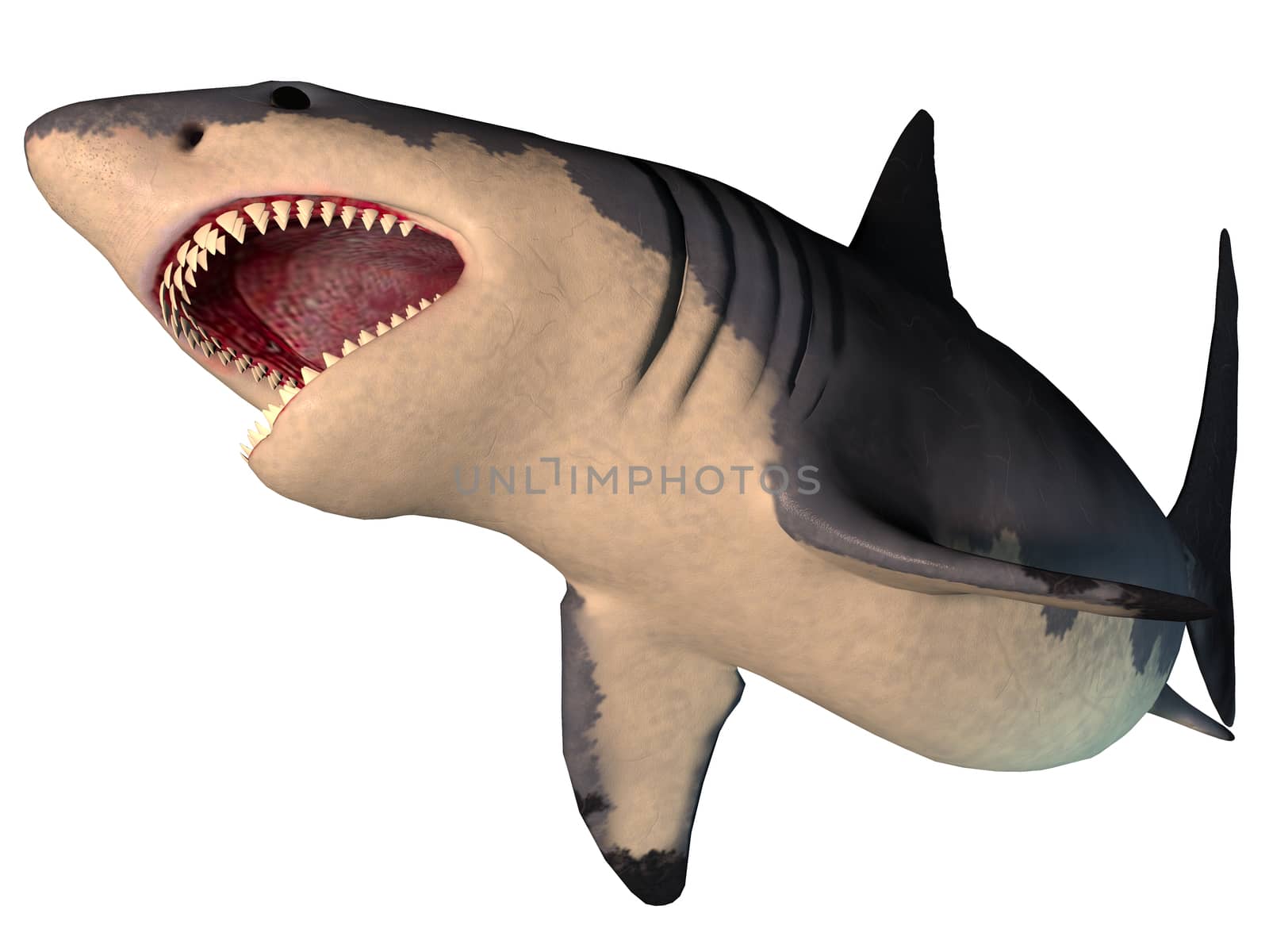 Megalodon Shark on White by Catmando