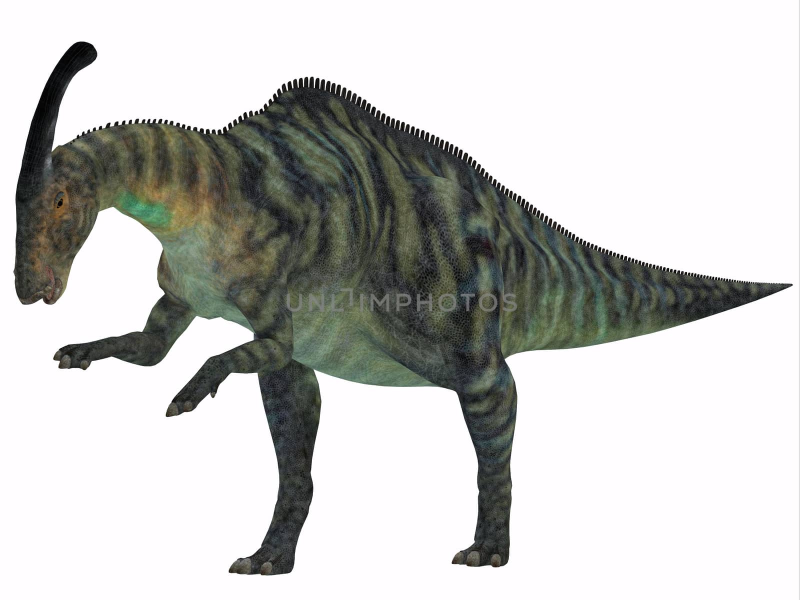 Parasaurolophus was a herbivorous hadrasaur that lived during the Cretaceous Period and was bipedal and a quadruped.