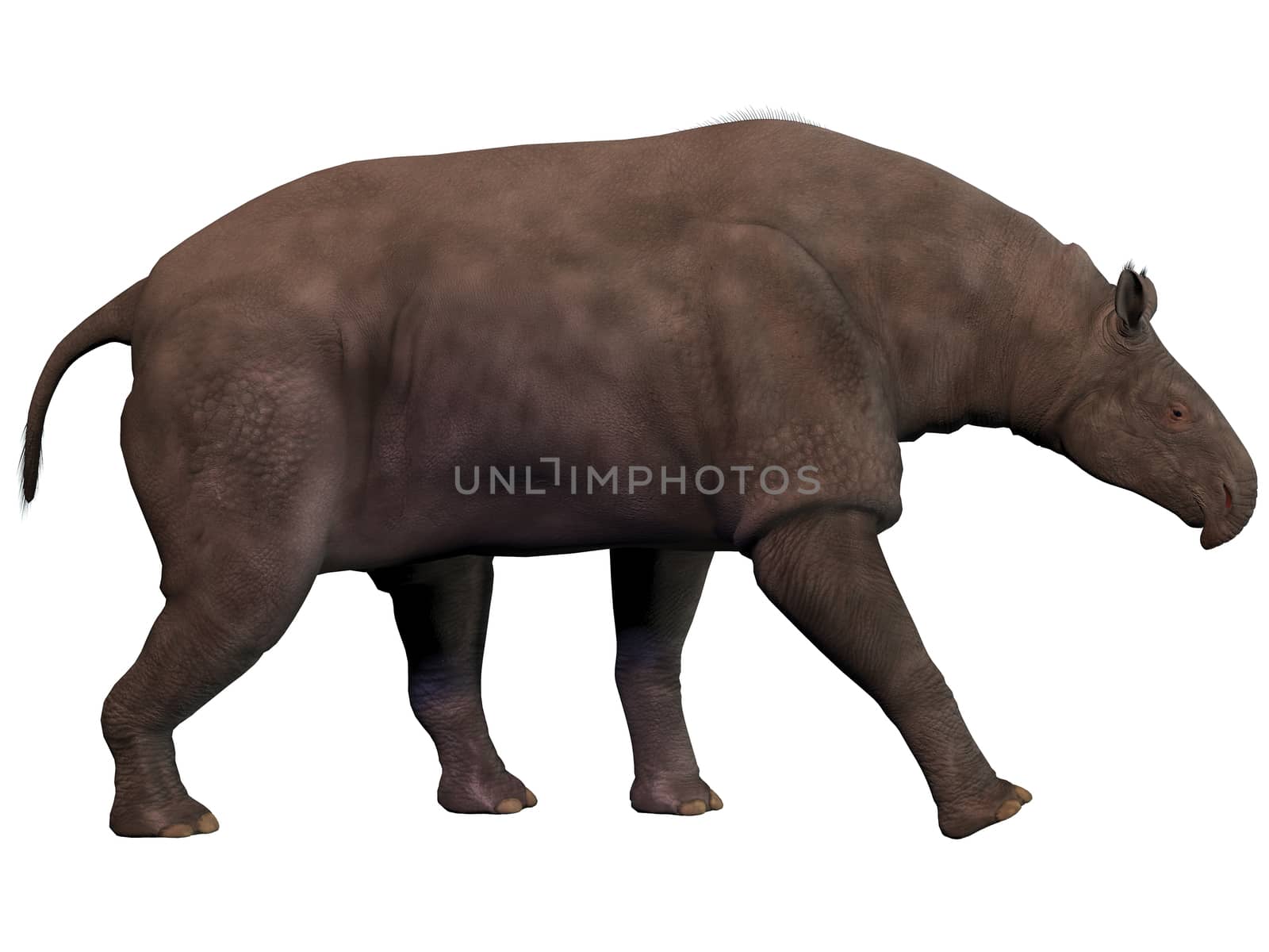 Paraceratherium also known as Indricotherium was a genus of gigantic hornless rhinocerus-like animal which was the largest land mammal ever known. It was a herbivore and lived during the Eocene to Oligocene Periods.