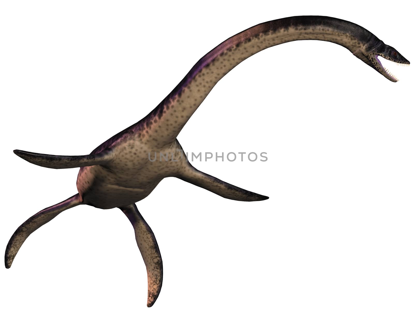 Plesiosaurus on White by Catmando