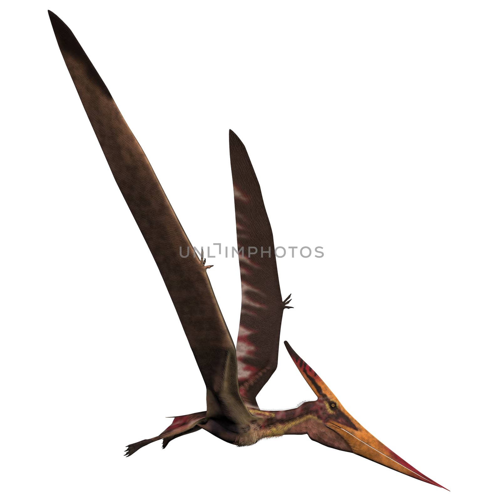 Pteranodon was a reptilian bird from the Late Cretaceous of North America.