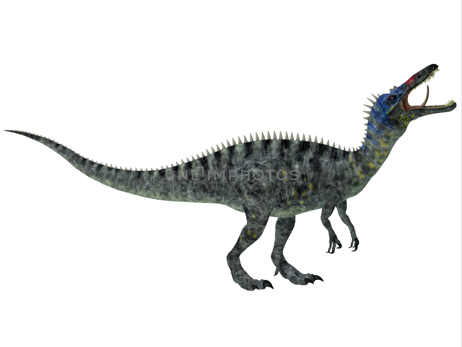 Suchomimus was a large Spinosaurid dinosaur with a crocodilian-like set of jaws. It lived in the Cretaceous Period in Africa, when the Sahara was a lush swampy habitat.