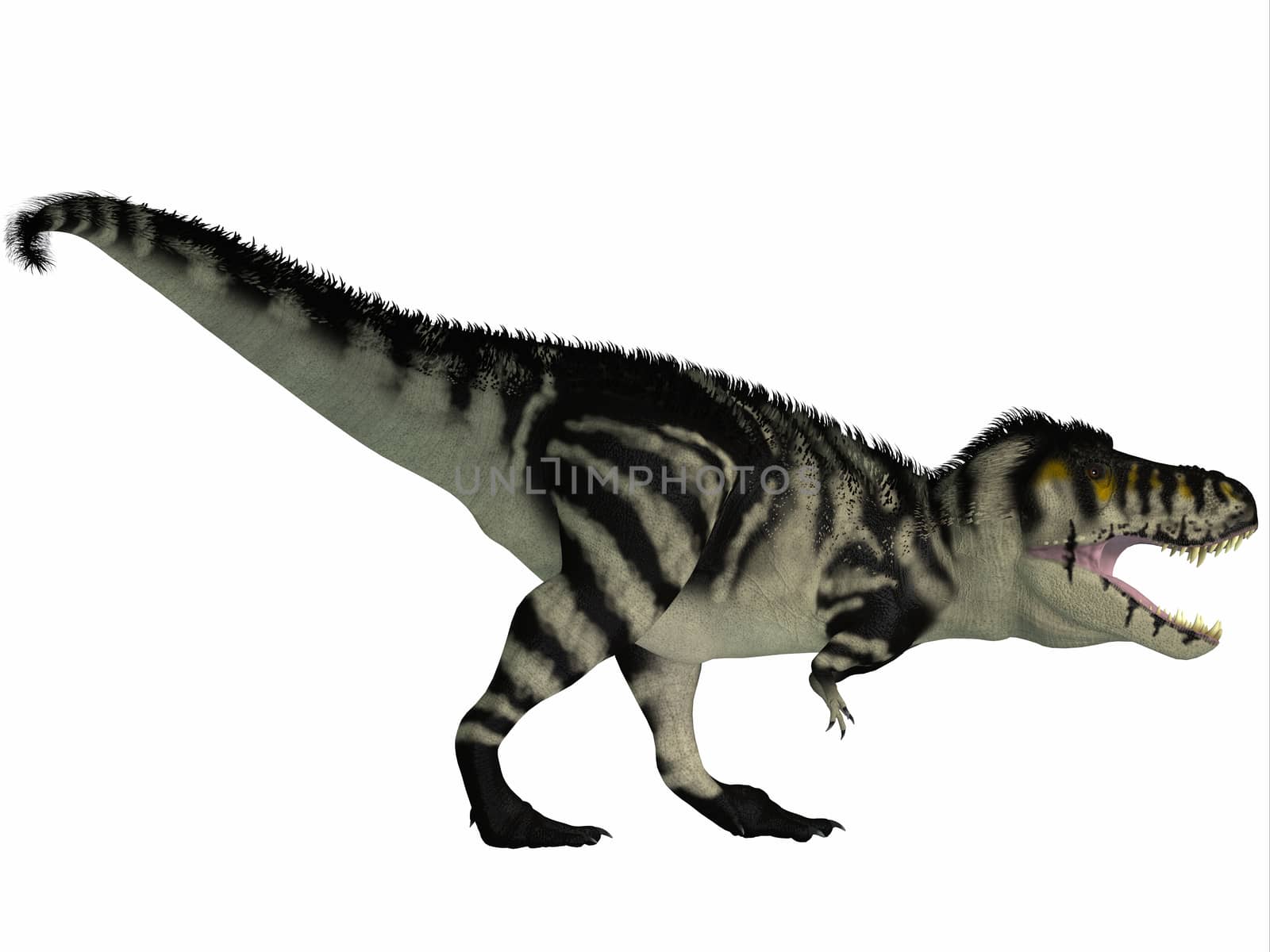 Tyrannosaurus Rex lived in North America in the Cretaceous Period and was an intimidating predator.