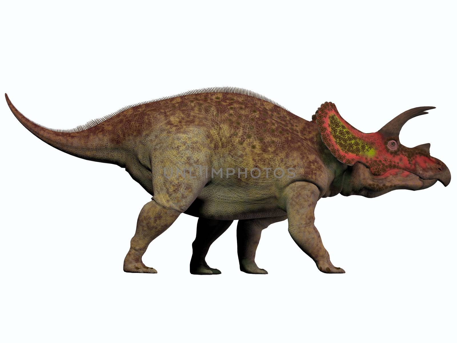 Triceratops is a genus of herbivorous dinosaur that lived in North America in the Cretaceous Period.