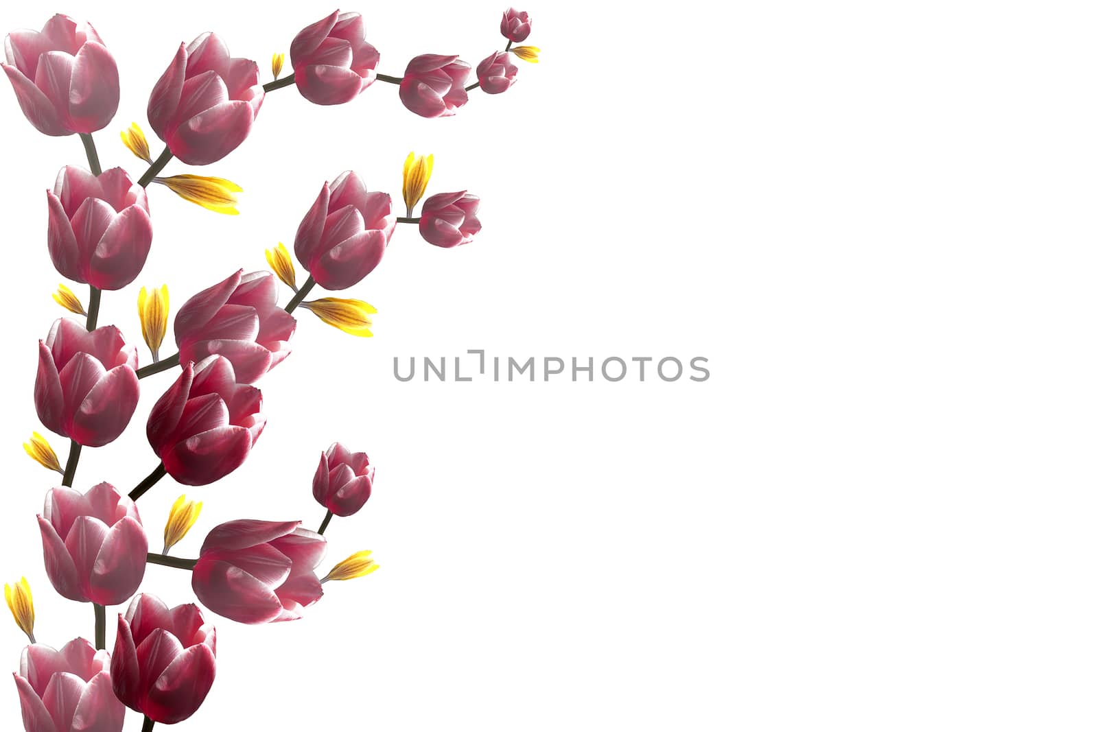 Decorative element in the form of a montage of tulips in red and yellow on a white background