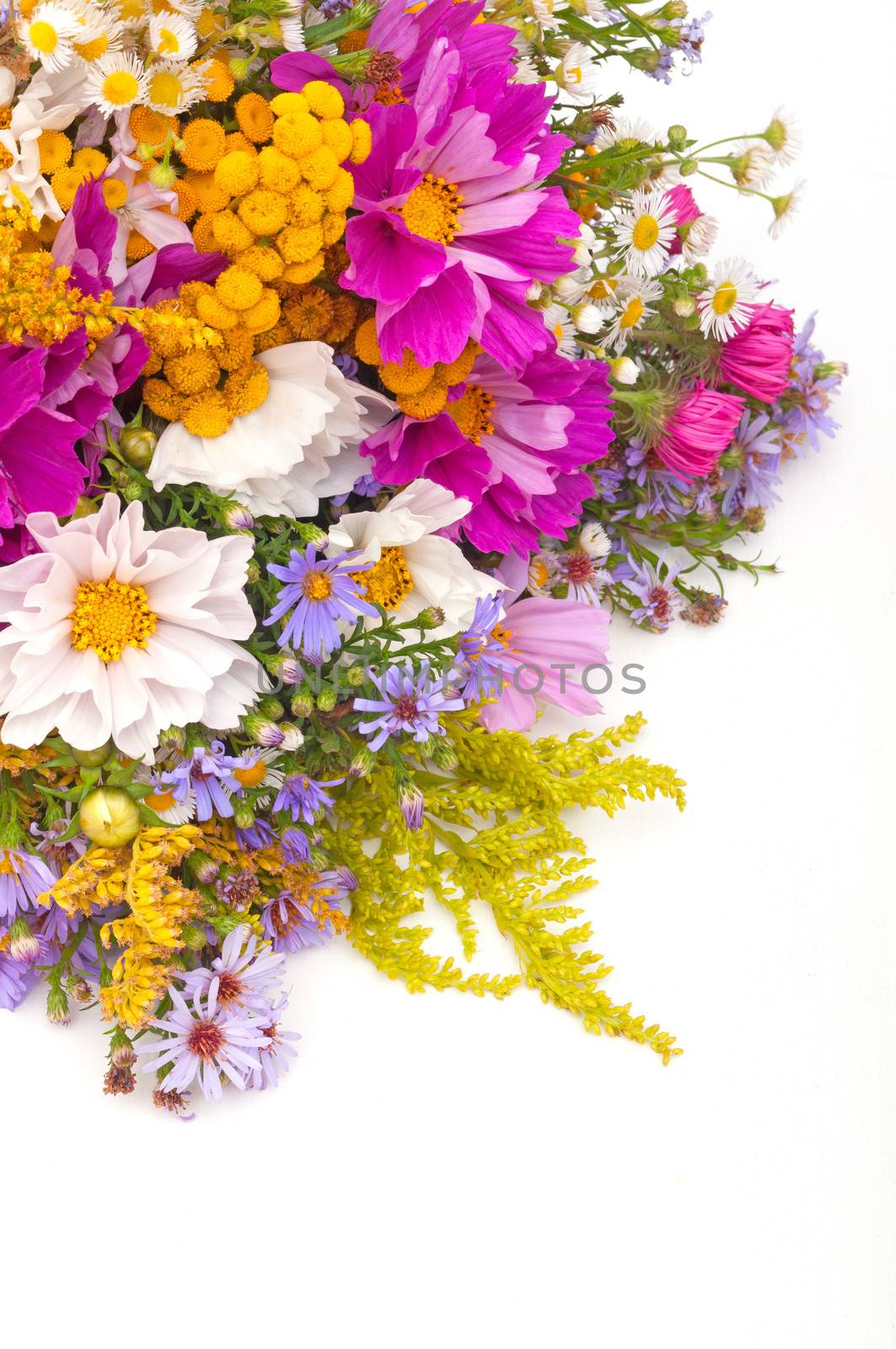 Bouquet of Wild Summer Flowers on White Background