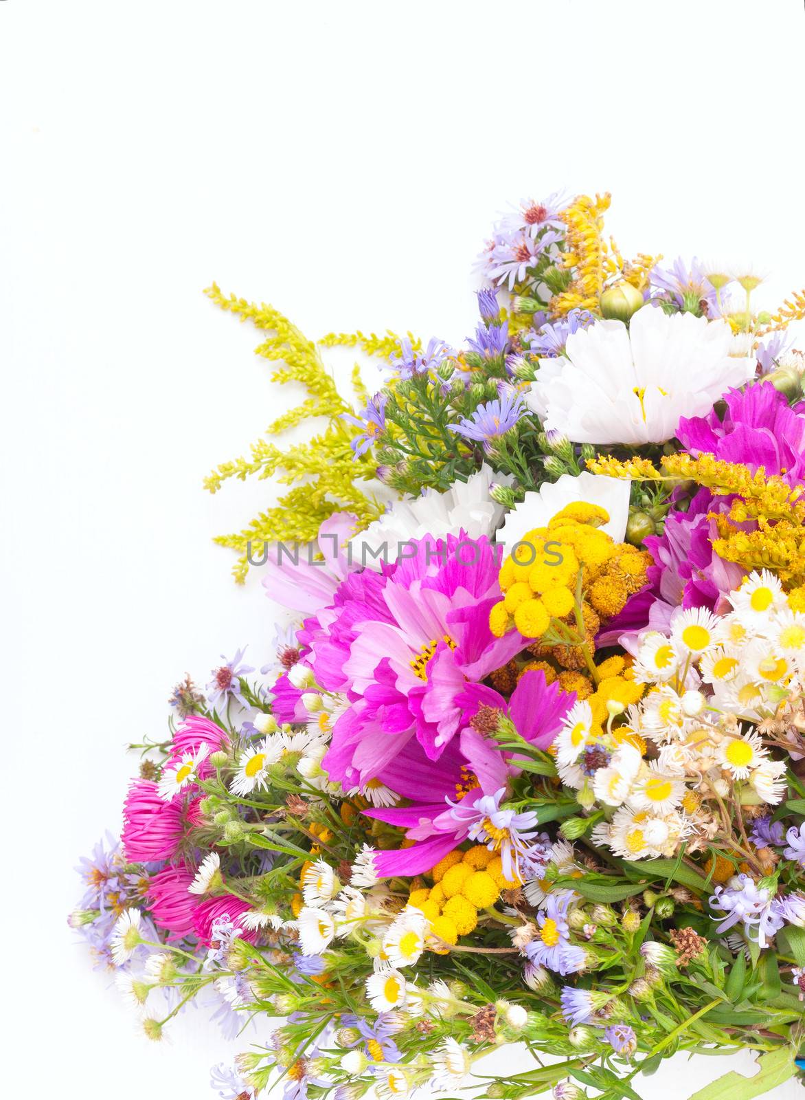 Bouquet of Wild Summer Flowers on White Background