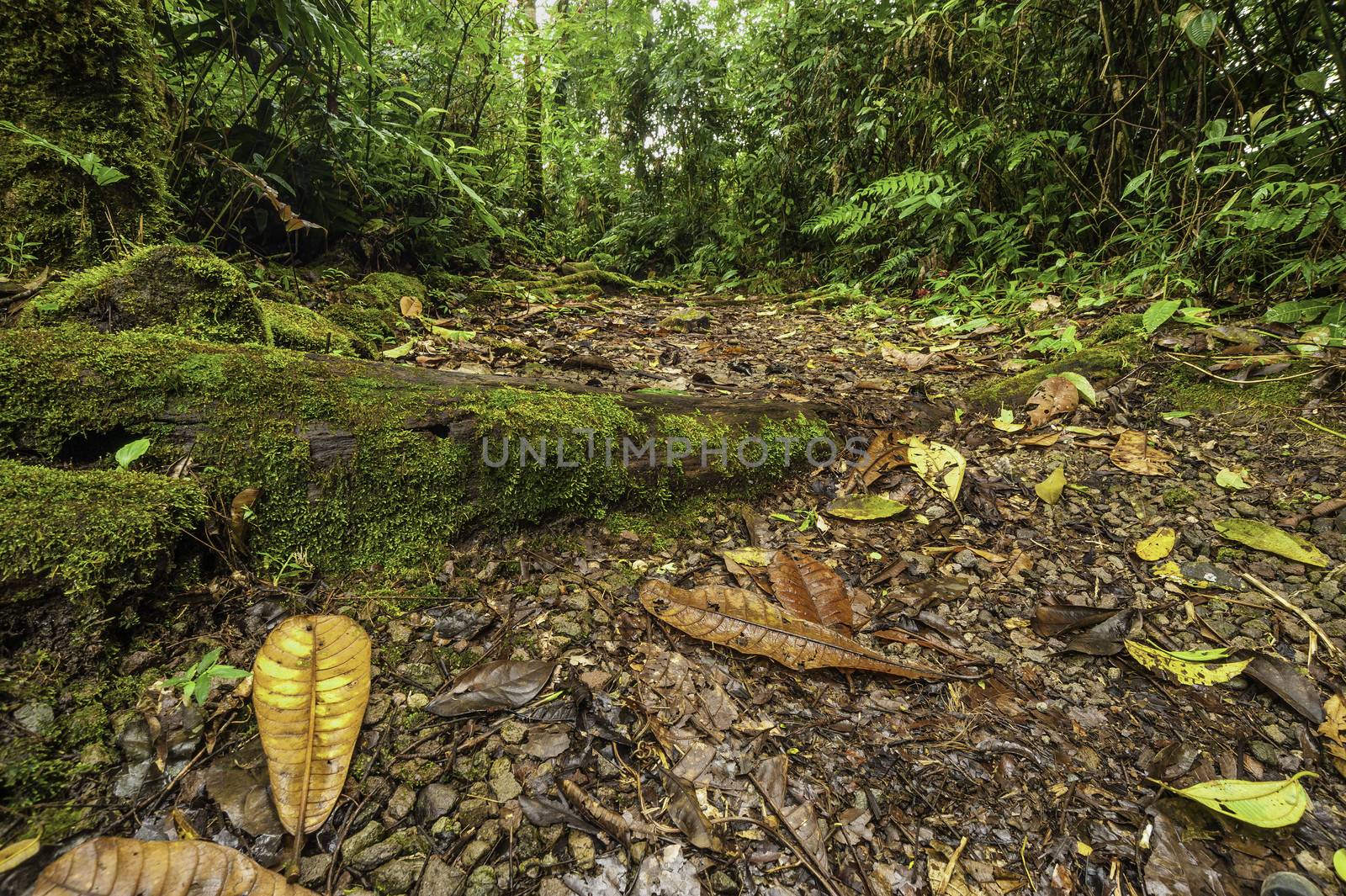 Cloud Forest Trail by billberryphotography